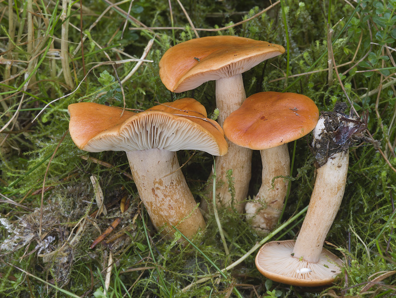 Lactarius mitissimus